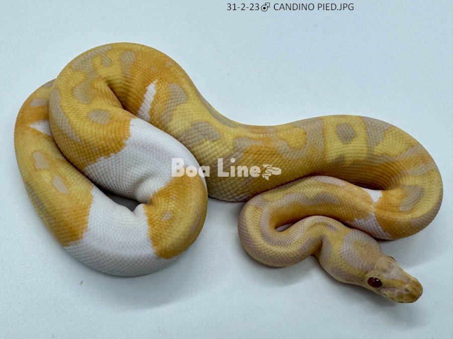 CANDINO PIED